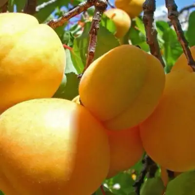 Абрикос ПАМЯТЬ ЛОЙКО в Могилёве