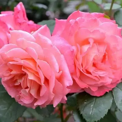 Роза ИНСТИТУТ ЛЮМЬЕР шраб в Могилёве