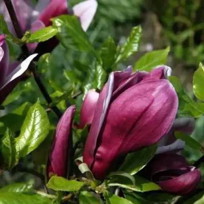 Магнолия НИГРА в Могилёве