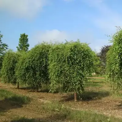 Береза САММЕР КАСКАД черная в Могилёве