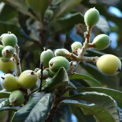 МУШМУЛА  в Могилёве