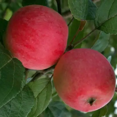 Яблоня СУЙСЛЕПСКОЕ (МАЛИНОВКА) в Могилёве