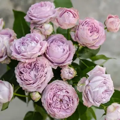 Роза ЛАВАНДЕР БАБЛС спрей в Могилёве