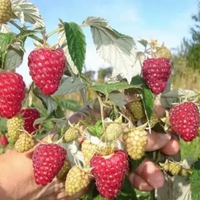 Малина ЖАР-ПТИЦА в Могилёве