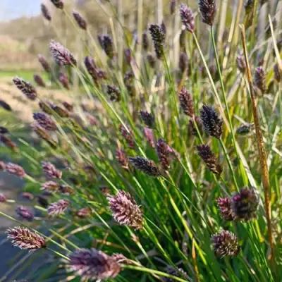 Сейслерия ХЕФЛЕРА в Могилёве