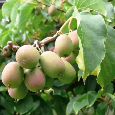 Актинидия ЛЮСИ аргута  в Могилёве