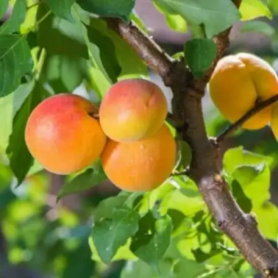 Абрикос РИТАУСМА в Могилёве