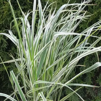 Вейник ОВЕРДАМ остроцветковый в Могилёве