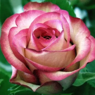 саженцы розы Карусель