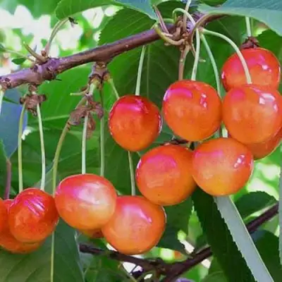 Черешня НАСЛАЖДЕНИЕ в Могилёве