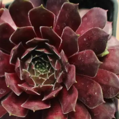 Молодило БЛЭК МОУНТЭЙН в Могилёве