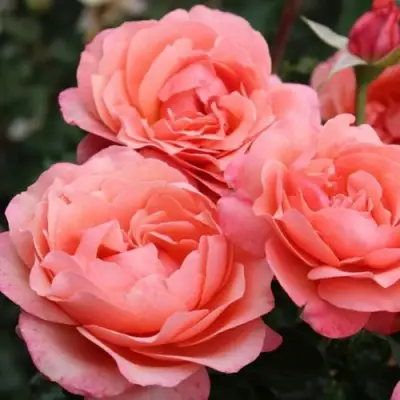 Роза КОРАЛ ЛИОНС РОУЗ флорибунда в Могилёве