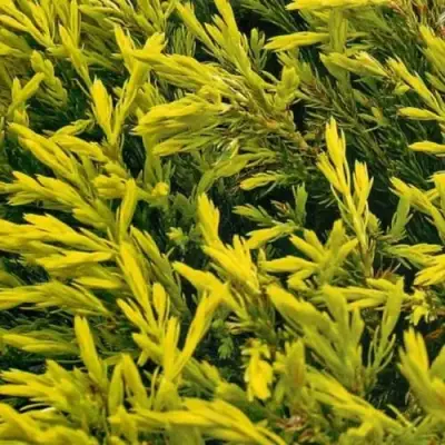 Можжевельник ЛАЙМ ГЛОУ горизонтальный  в Могилёве