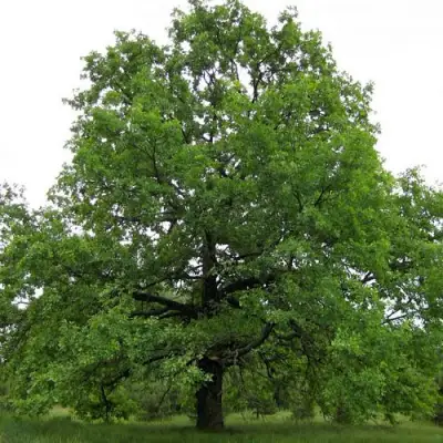 Дуб черешчатый в Могилёве