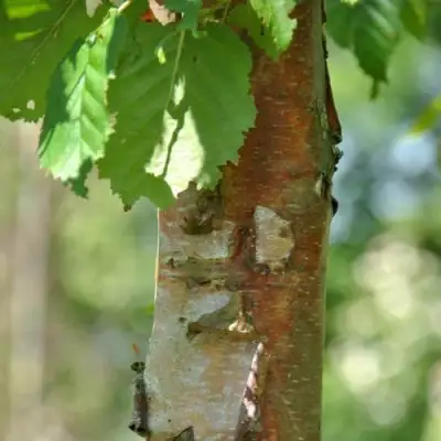 Береза бумажная в Могилёве