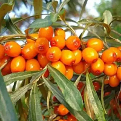 Облепиха БОТАНИЧЕСКАЯ в Могилёве