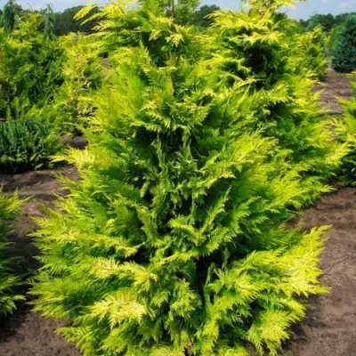 Кипарисовик ГОЛДЕН ВОНДЕР лавсона в Могилёве