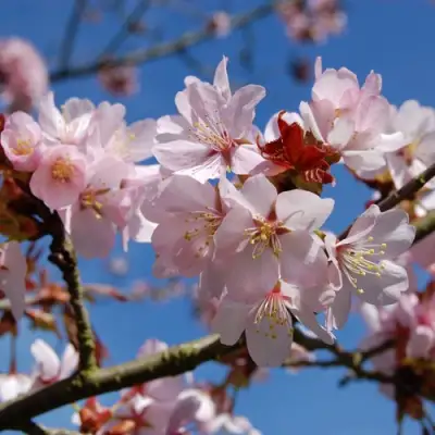 Вишня РАНЧО САРЖЕНТА в Могилёве