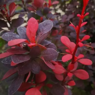 Барбарис РЕД ПИЛЛАР тунберга в Могилёве