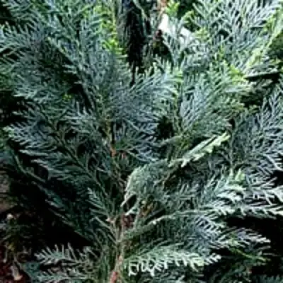 Кипарисовик ДАРТС БЛЮ РИББОН лавсона в Могилёве