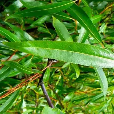 Ива ломкая  в Могилёве