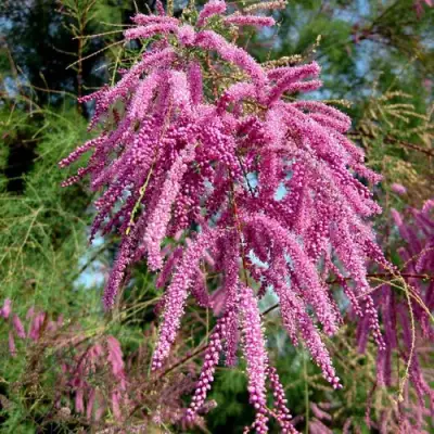 Тамарикс ПИНК КАСКАД в Могилёве