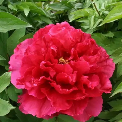 Пион АРОМАТНОЕ ВОСПОМИНАНИЕ древовидный в Могилёве