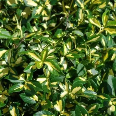 Бересклет САНСПОТ форчуна в Могилёве