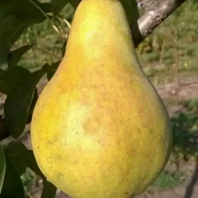 Груша КОНКОРД в Могилёве