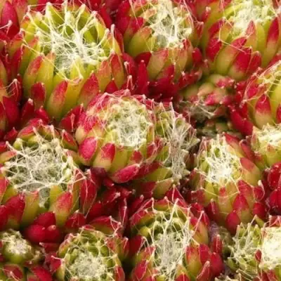 Молодило ХУКЕРА в Могилёве