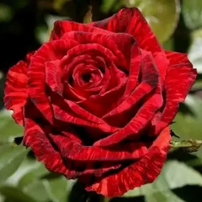 Роза РЕД ИНТУИШН чайно-гибридная в Могилёве