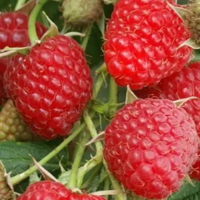 Малина КОЛОКОЛЬЧИК в Могилёве