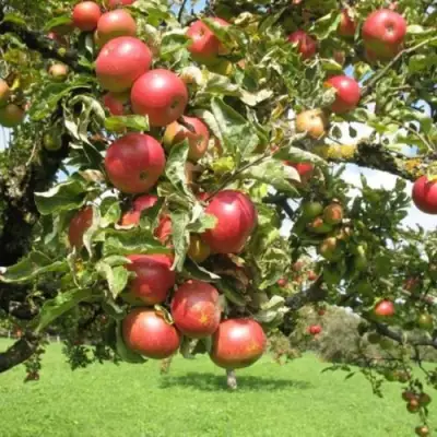 Яблоня ОРЛИК в Могилёве