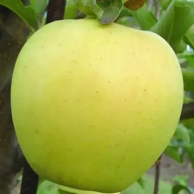 Яблоня ГОЛДЕН ДЕЛИШЕС в Могилёве