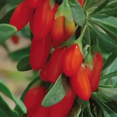 Годжи ВЯЧЕСЛАВ в Могилёве