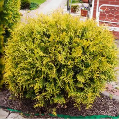 Туя КОЛЛЕРС ГОЛД складчатая в Могилёве