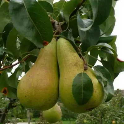 Груша КОНКОРД в Могилёве