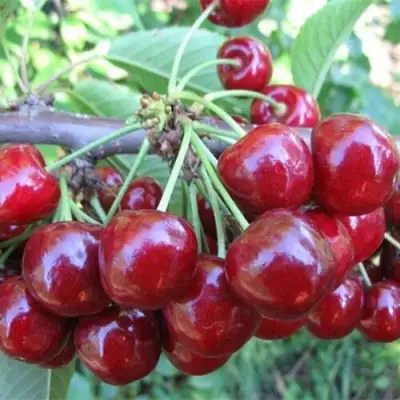 Вишня ДЕСЕРТНАЯ МОРОЗОВОЙ в Могилёве