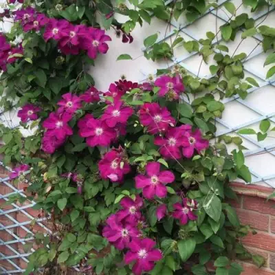 Клематис ЭРНЕСТ МАРКХАМ в Могилёве