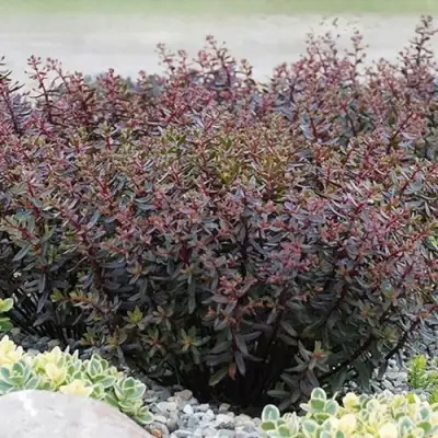 Очиток (седум) САНСПАРКЛЕР ДЖЕЙД ТАФФЕТ в Могилёве