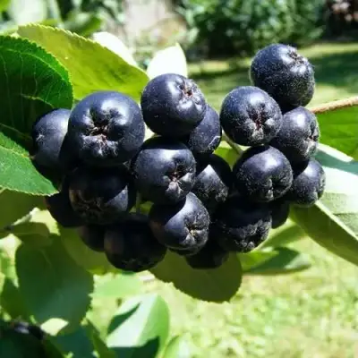 Рябина НЕРО черноплодная в Могилёве