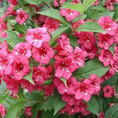 Вейгела БРИСТОЛЬ РУБИ в Могилёве