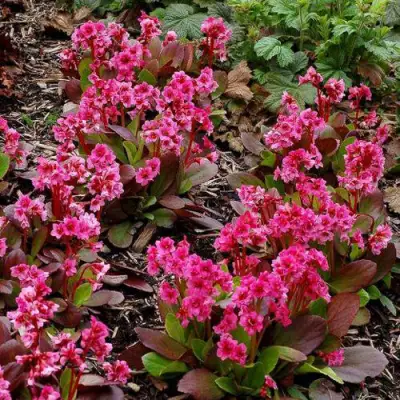 Бадан ФЛИРТ в Могилёве