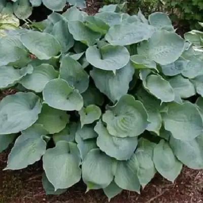 Хоста МУНЛАЙТ СОНАТА гибридная в Могилёве