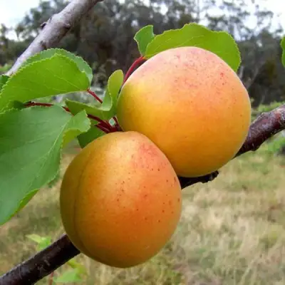 Абрикос ОРЛОВЧАНИН  в Могилёве