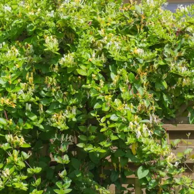 Жимолость ХАЛЛИАНА японская (Хелиана) в Могилёве