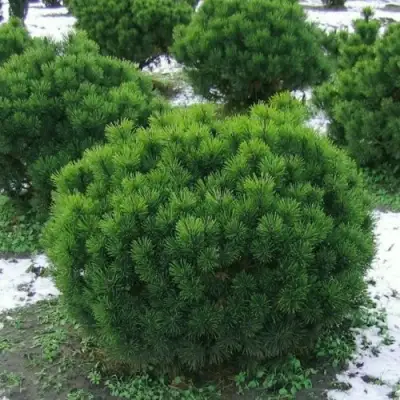 Сосна горная МУГУС в Могилёве