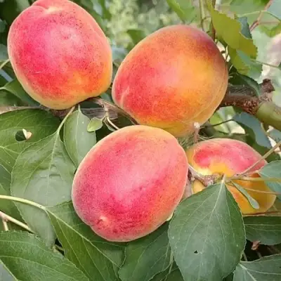 Абрикос ОСОБЕННЫЙ ДЕНИСЮКА в Могилёве