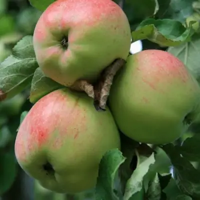 Яблоня УТРО в Могилёве