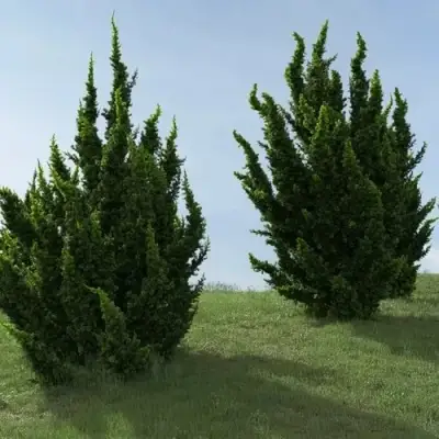 Можжевельник КАЙЗУКА китайский в Могилёве